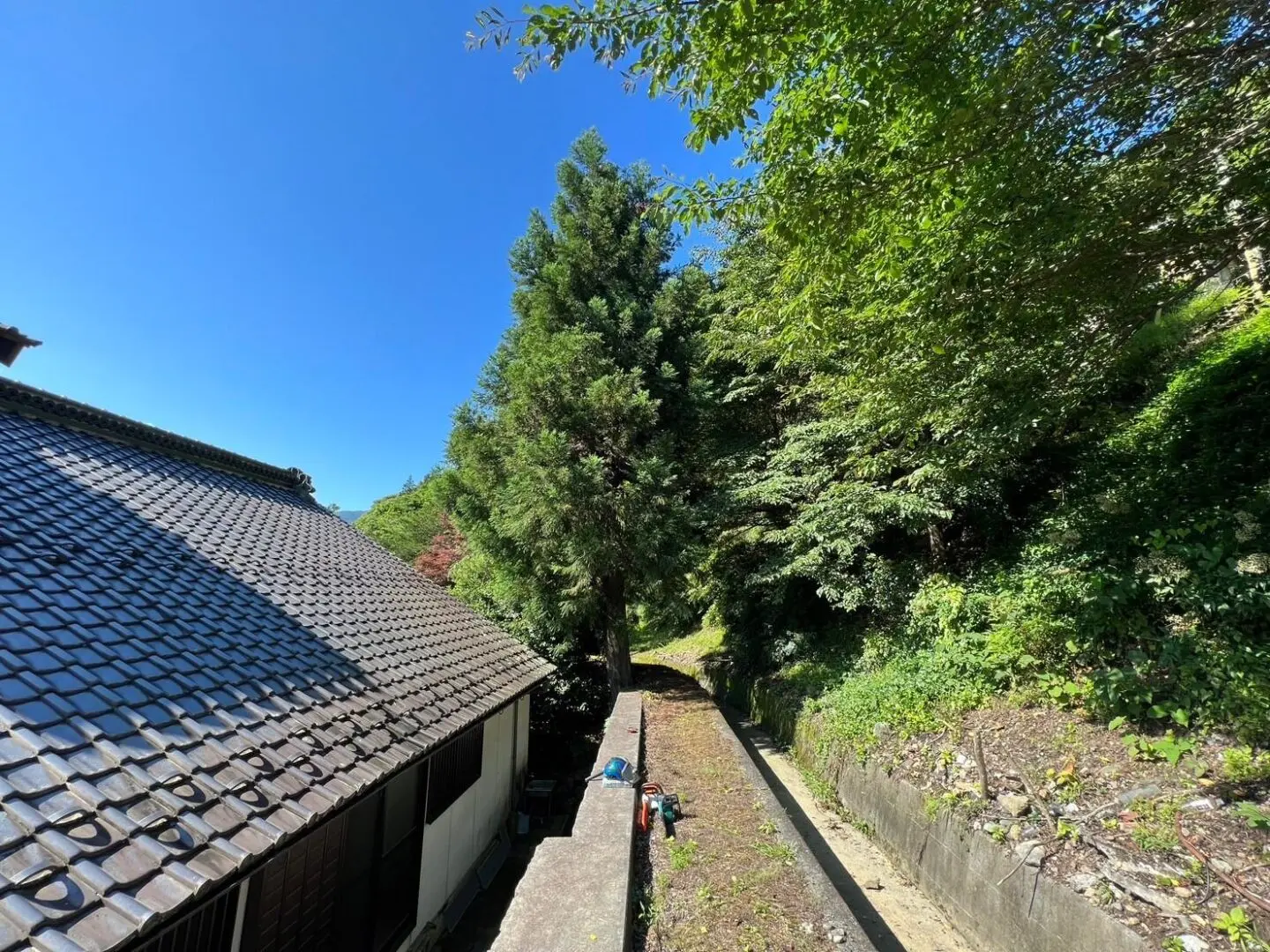 千葉市 大木 伐採 (屋根に寄りかかる支障木の伐採工事) - Before