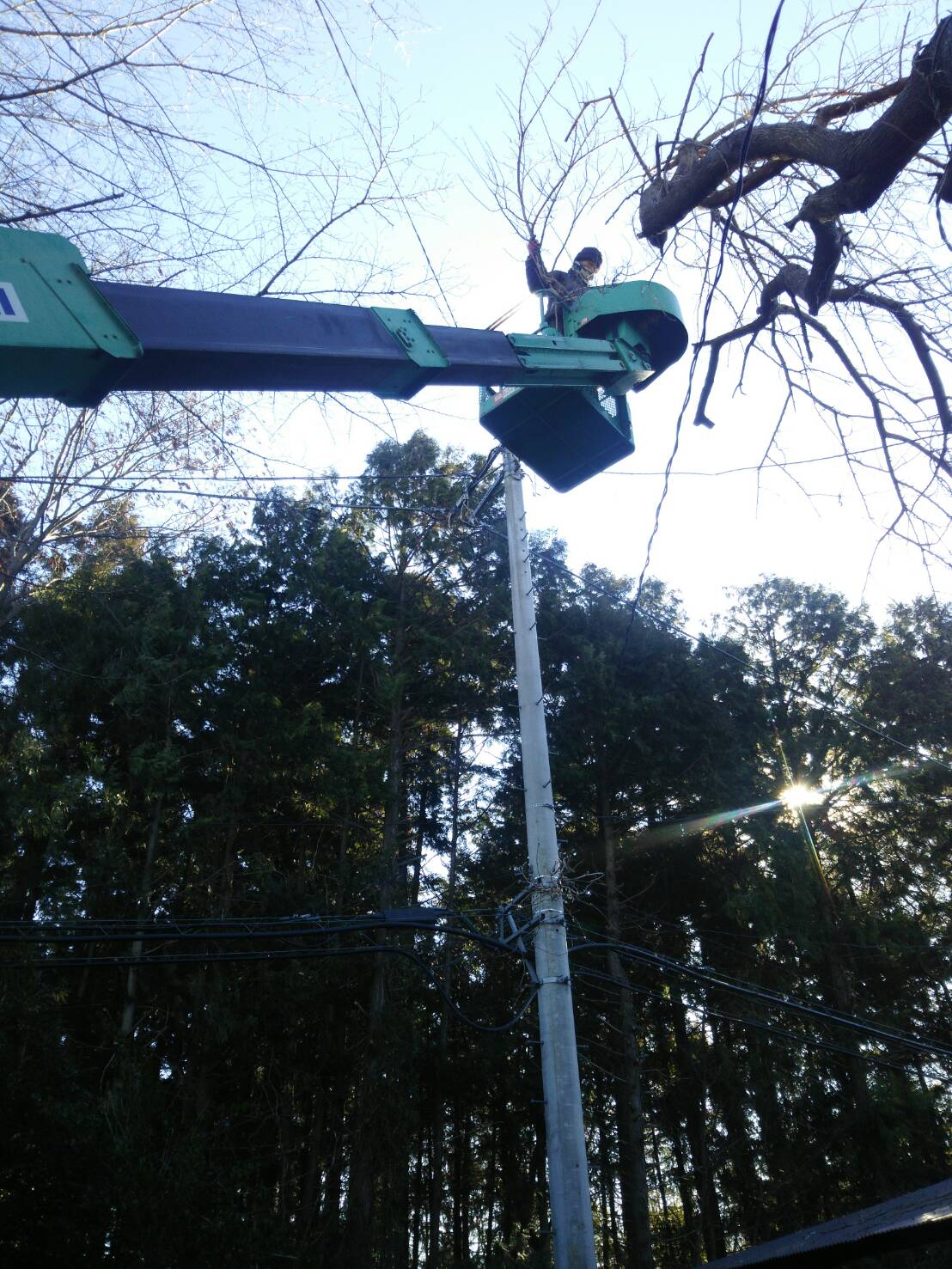 千葉市　高木　伐採 - Before